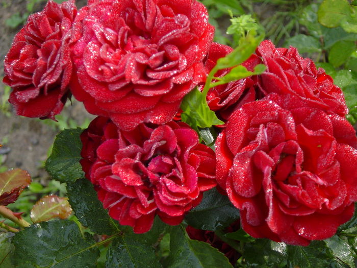 DSC00570 - trandafiri2016