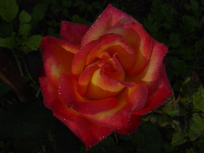 DSC00575 - trandafiri2016