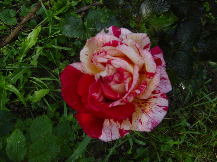 broceliande - trandafiri2016