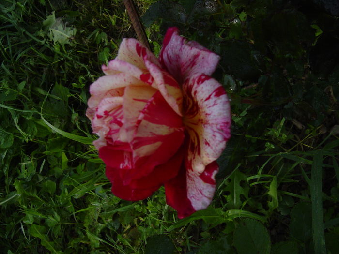 broceliande - trandafiri2016