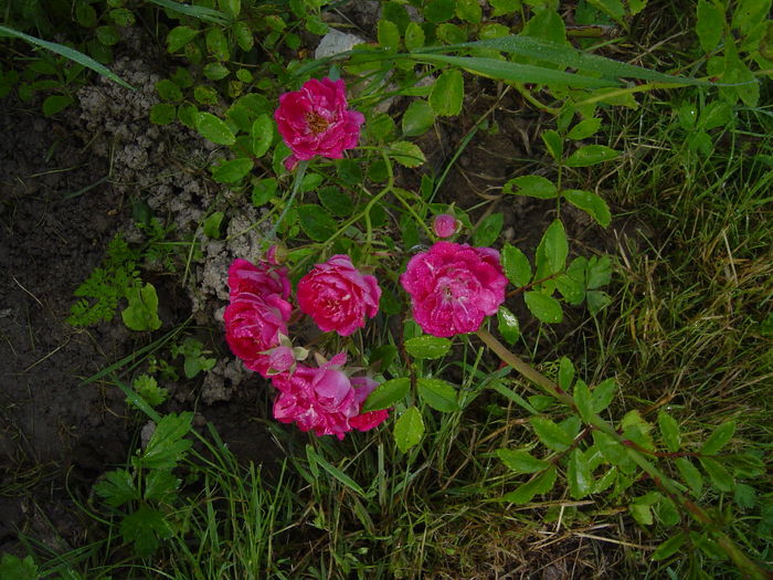 super exccelsa - trandafiri2016