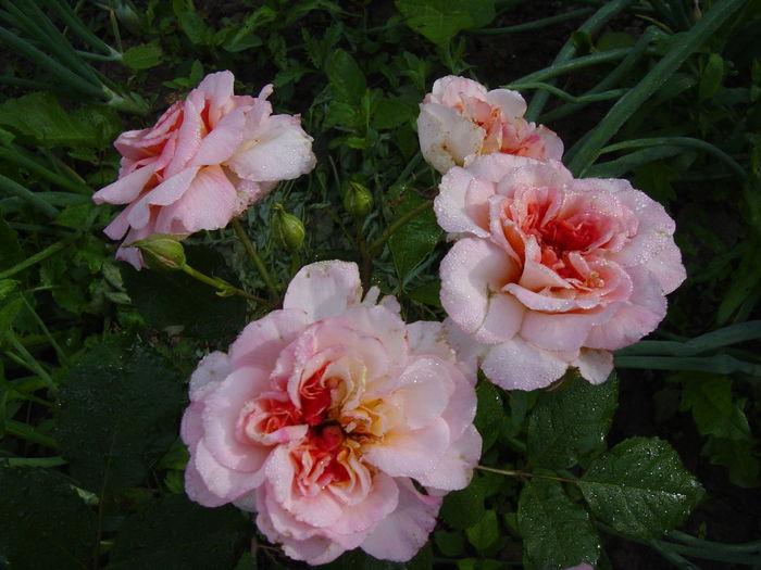 DSC00590 - trandafiri2016