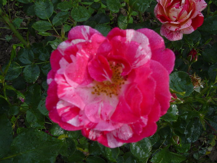 DSC00591 - trandafiri2016