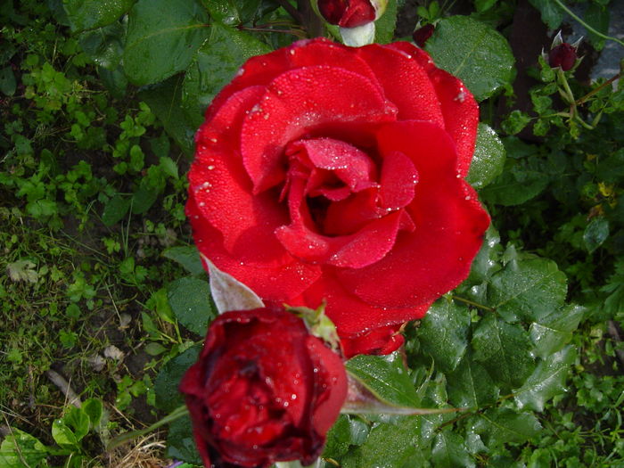 DSC00592 - trandafiri2016