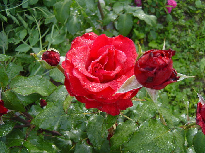 DSC00593 - trandafiri2016