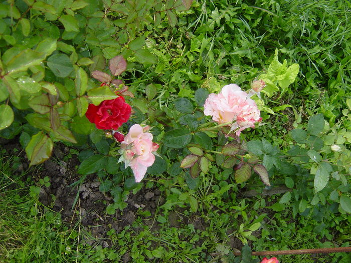 DSC00594 - trandafiri2016