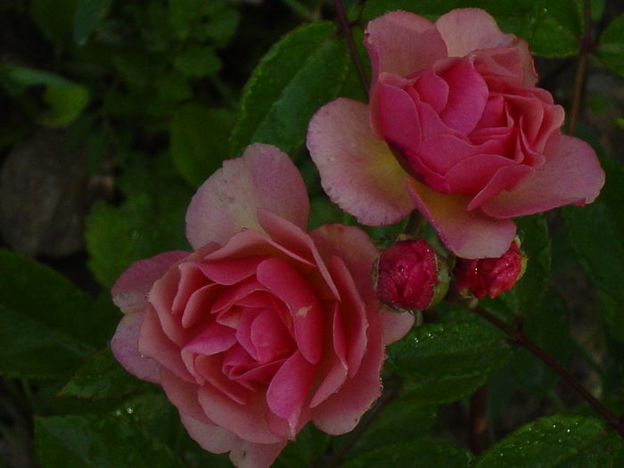 DSC00602 - trandafiri2016