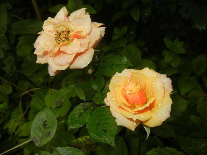 Orange Miniature Rose (2016, May 27) - Miniature Rose Orange