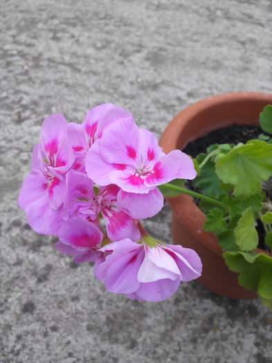 IMG_20160607_185336 - Muscatele mele frumoase 2016