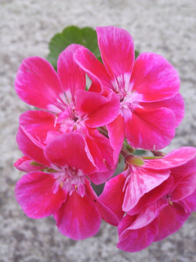 IMG_20160607_185312 - Muscatele mele frumoase 2016