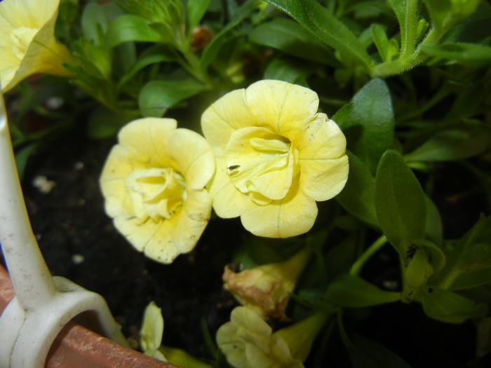 Calibrachoa Double Yellow (2016, Jun.02)