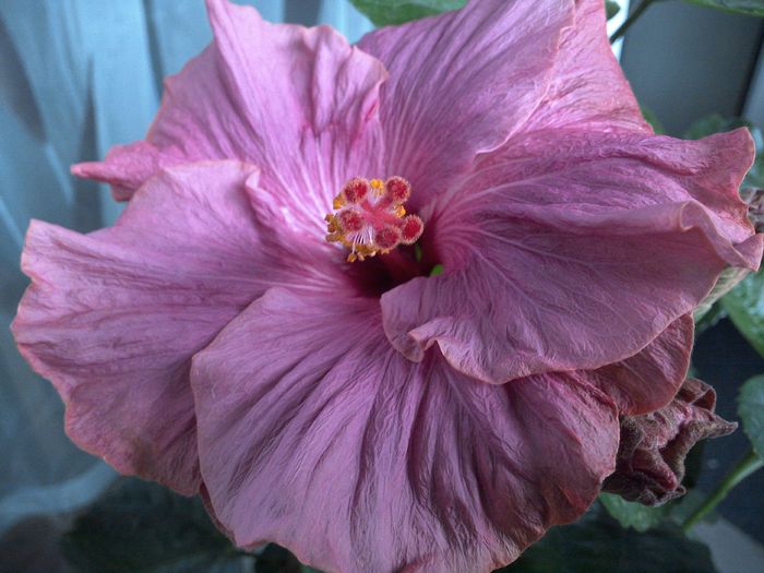 mother - hibiscus din seminte