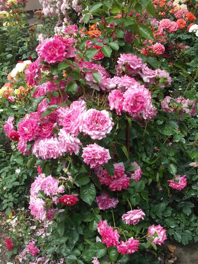 DSCF6472