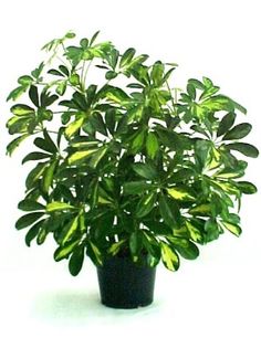 -ITEM_IMAGES-Schefflera-Scheffelera gold capella - DORINTE 2016