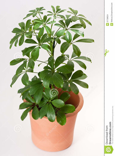 schefflera-house-plant-21738624