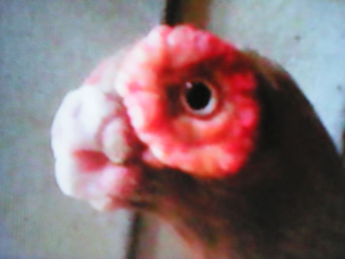 IMG profil barb ( BERBER  MATUR )