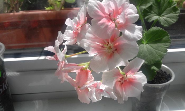 20160610_150016 - Flori 2016