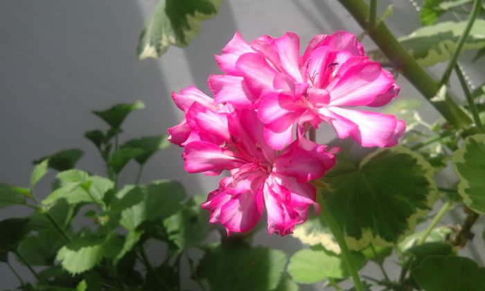 20160610_151005 - Flori 2016