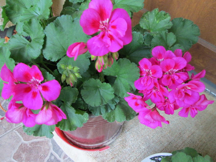 IMG_5347 - Florile mamei - muscate-gradina cu lalele