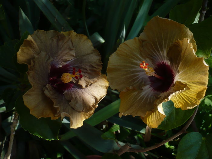 P1270177 - HIBISCUSI 2016-2