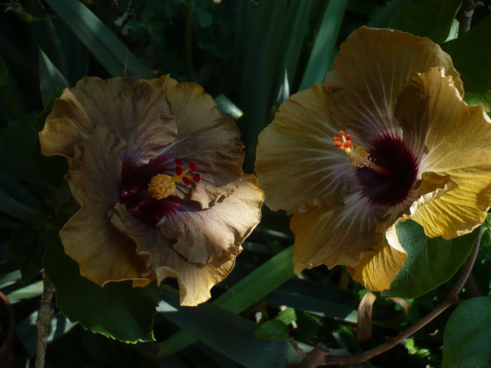 P1270178 - HIBISCUSI 2016-2