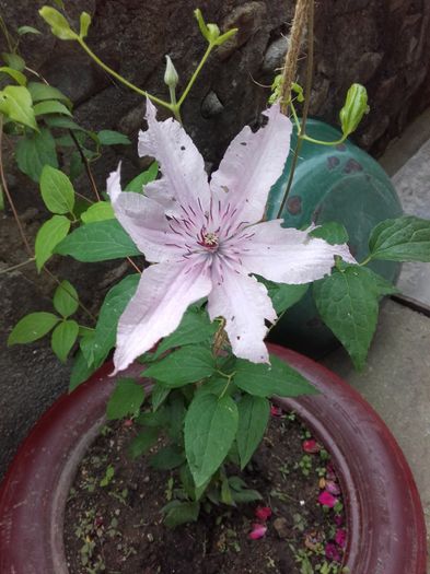 20160610_172046 - Clematis-Hagley Hybrid