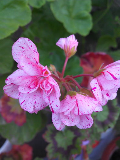 IMG_20160607_185153 - Muscatele mele frumoase 2016