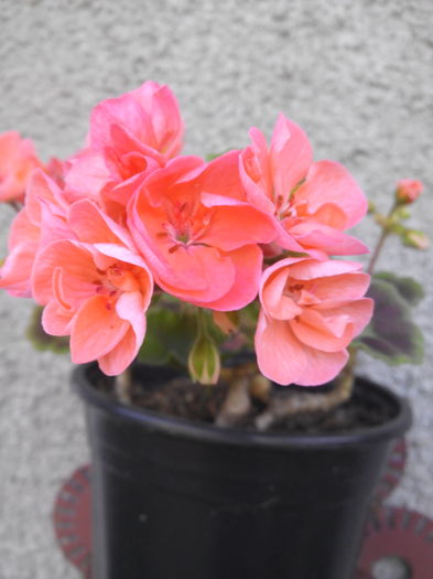 IMG_20160607_185204 - Muscatele mele frumoase 2016