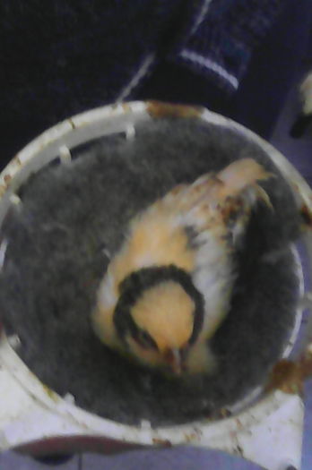 Gloster consort. - Canari la cuib -2016