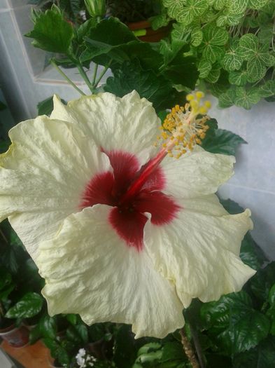 20160610_133836 - HIBISCUS 2016