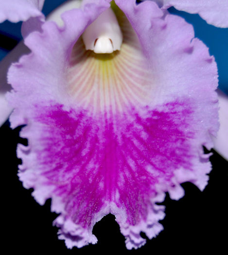 DSC_0354_ - Cattleya warneri