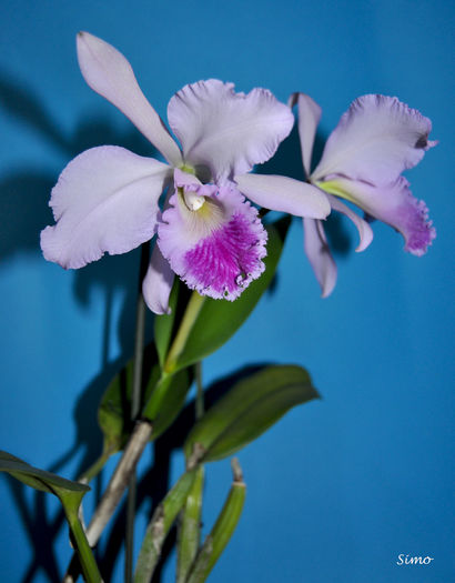 DSC_0357 - Cattleya warneri