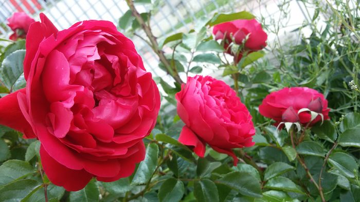 025 - Trandafiri 2016