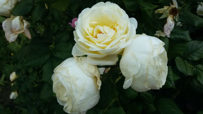 031 - Trandafiri 2016