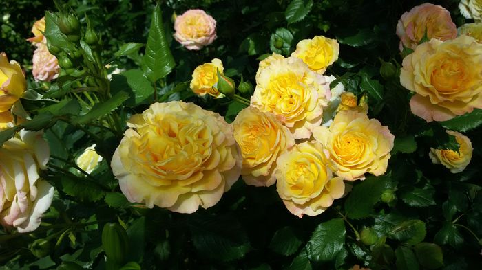 048 - Trandafiri 2016