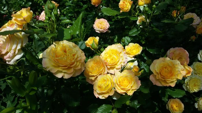 049 - Trandafiri 2016