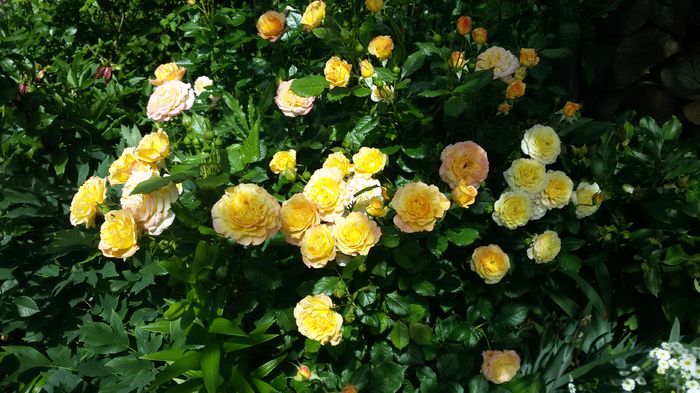 051 - Trandafiri 2016