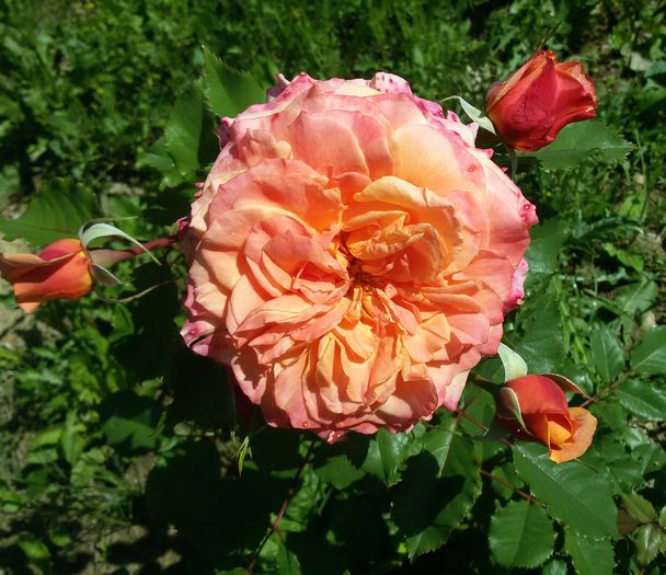 077 - Trandafiri 2016