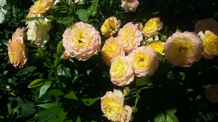 001 - Trandafiri 2016