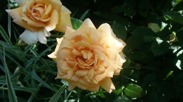 008 - Trandafiri 2016