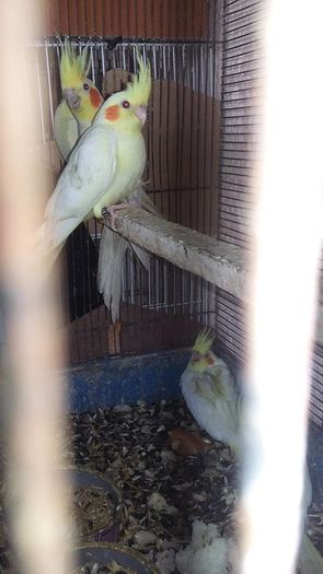 13346477_1202071006504227_8650369492448630295_n