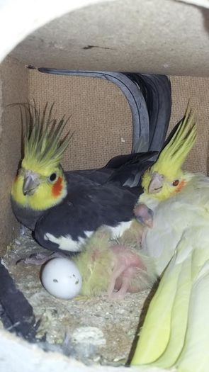 13423944_1202071159837545_4721481069287175701_n