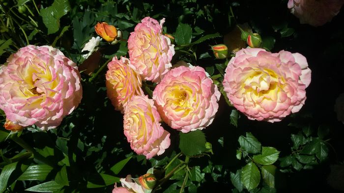 030 - Trandafiri 2016