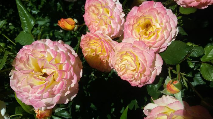 031 - Trandafiri 2016