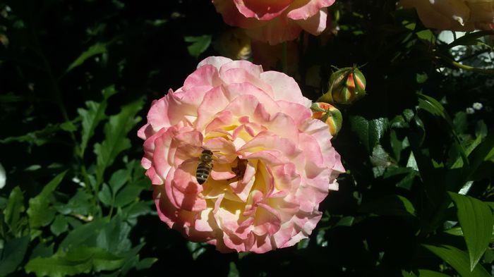 036 - Trandafiri 2016