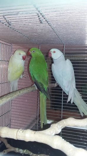 13427745_1202071209837540_4359539354503107219_n - micu alx