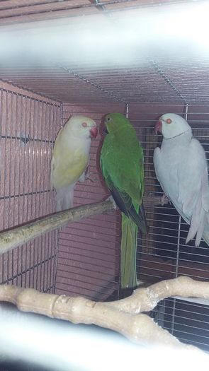 13413161_1202071146504213_573884287093124686_n (1) - micu alx