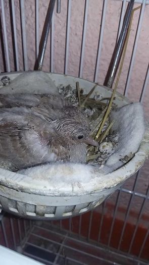 13346748_1202070823170912_6418140560165312629_n