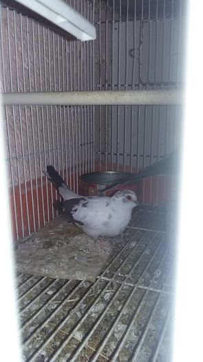 13432418_1202070803170914_4118380398115688839_n