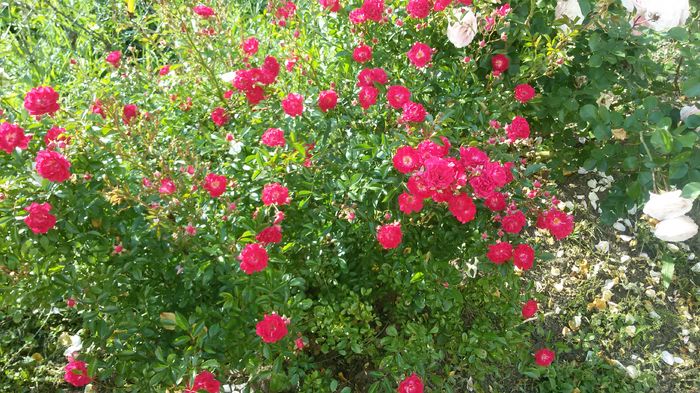 001 - Trandafiri 2016